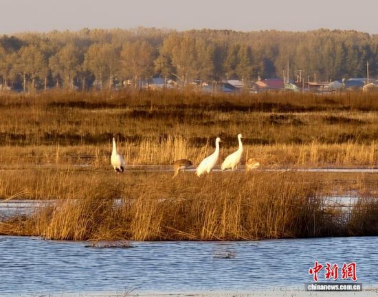 �ؚw�QȺ�ġ�С��(����)�����˰��QȺ�w�����r �z